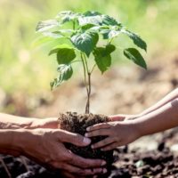 Finados - enfrente a morte com um gesto de amor: plante uma árvore